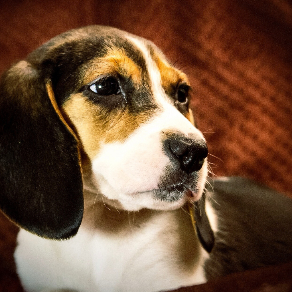 Портрет собаки породы бигль на коричневом фоне