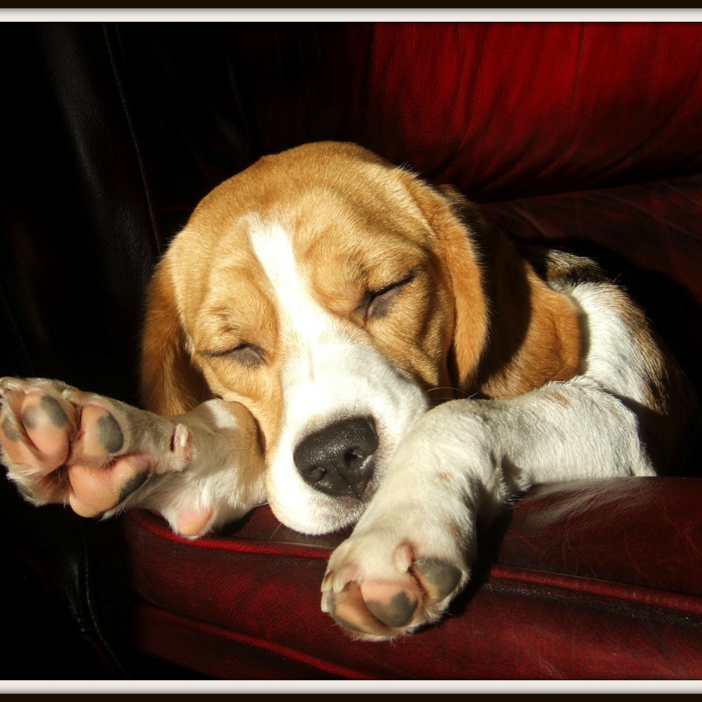 Собака породы бигль спит на бордовом диване