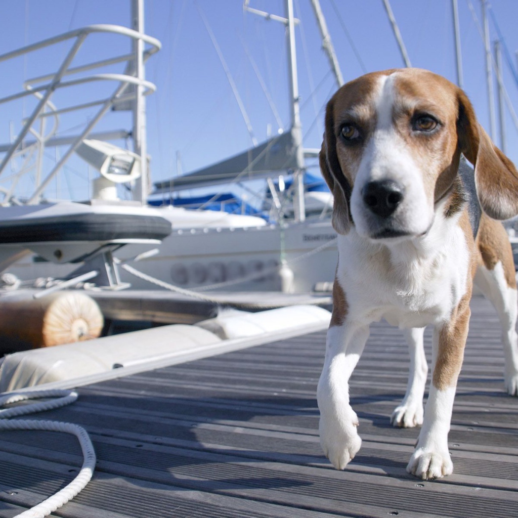 Собака породы бигль идёт по мостику