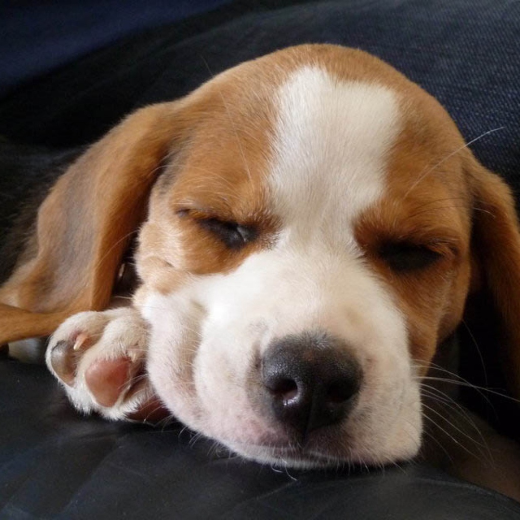 Собака породы бигль смотрит десятый сон на кресле