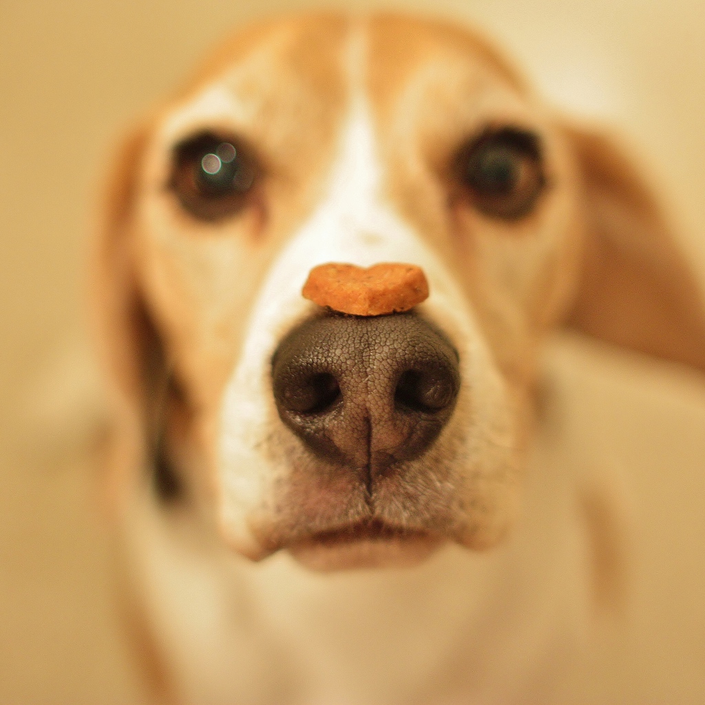 Beagle dog with a treat on his nose