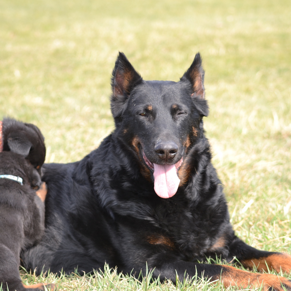 Собака босерон и её щенки