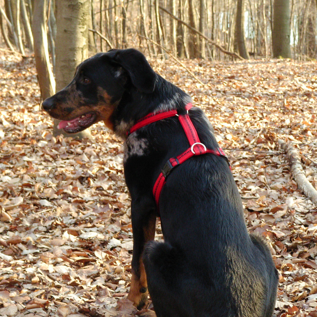 Босерон в осеннем лесу