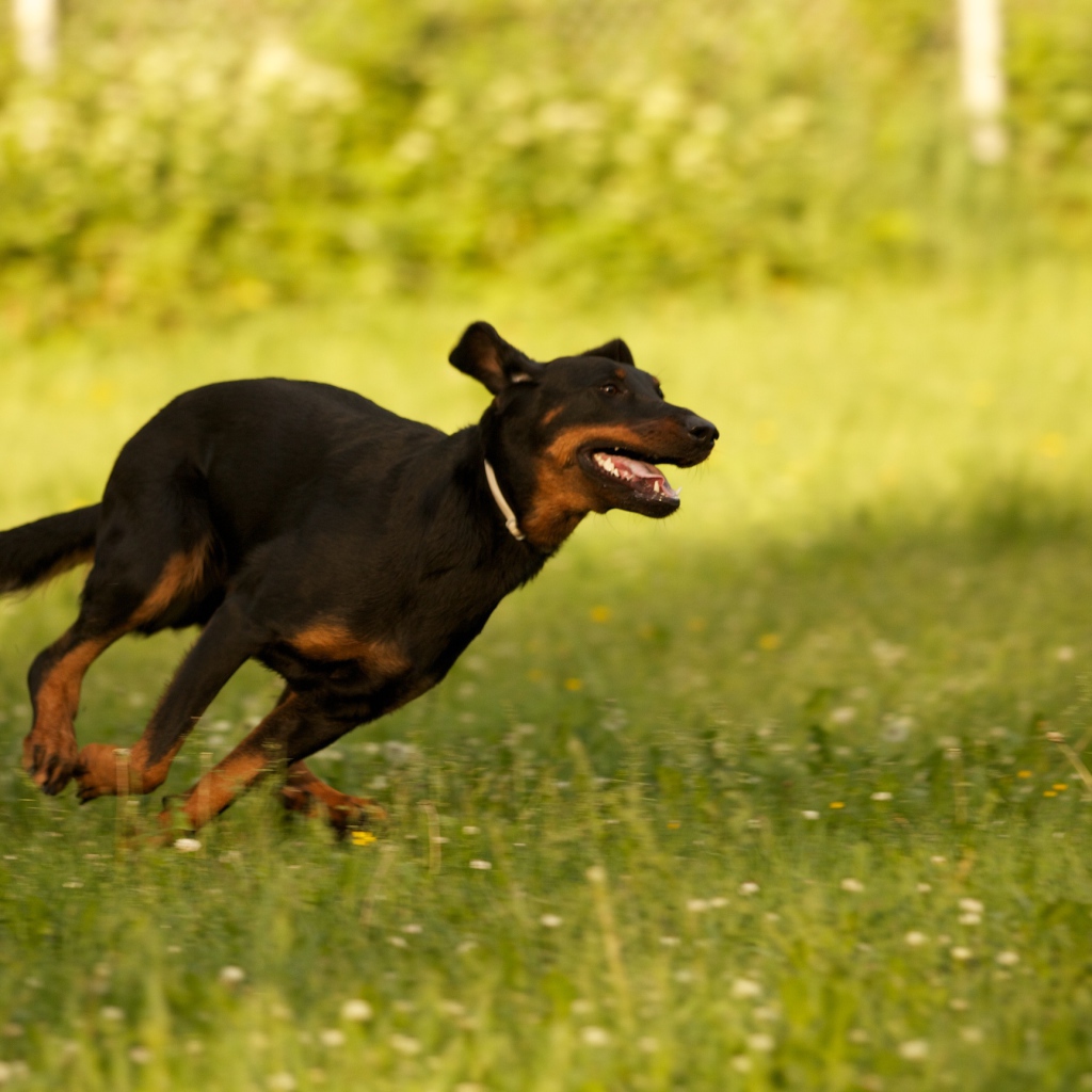 Босерон  бежит сломя голову