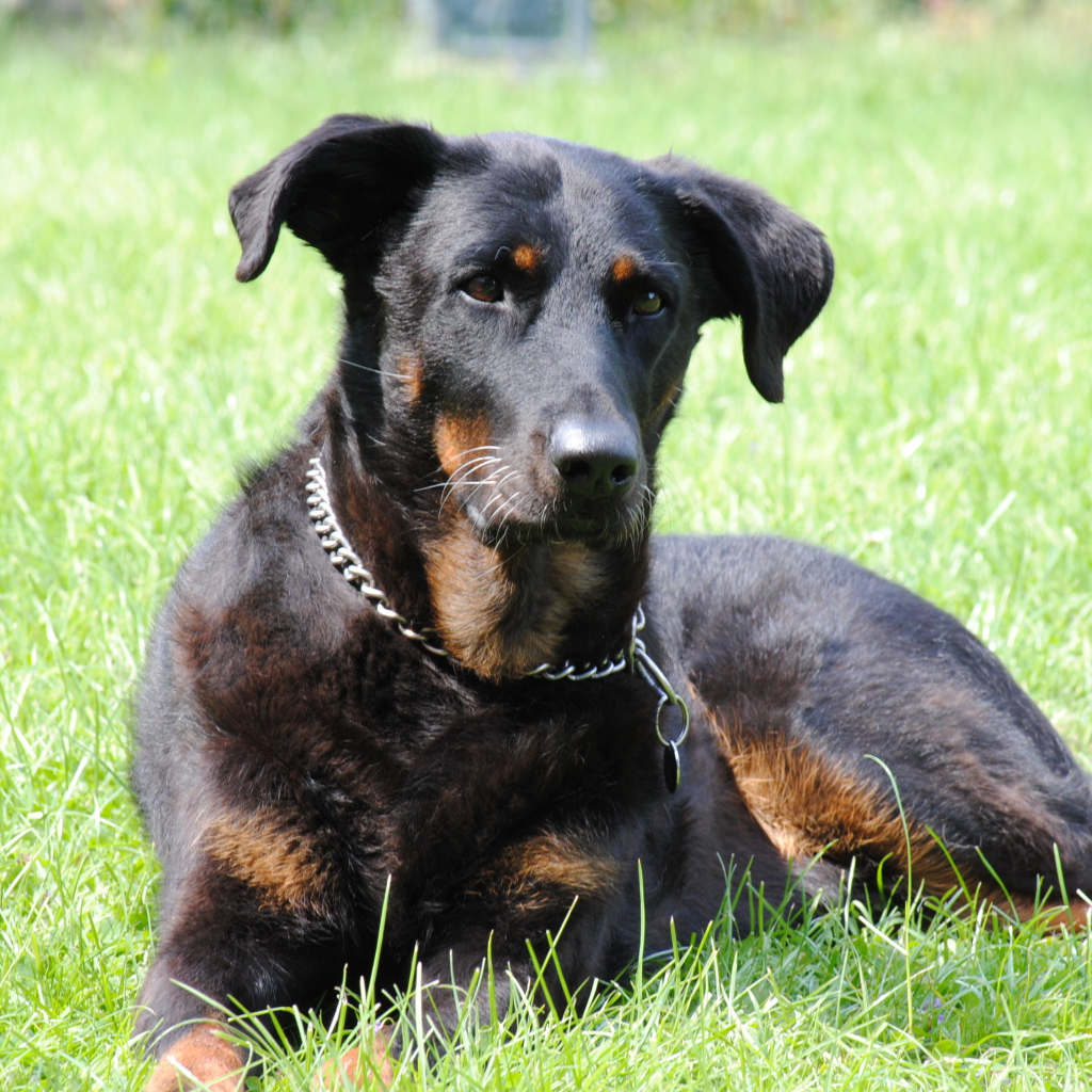 порода о видео