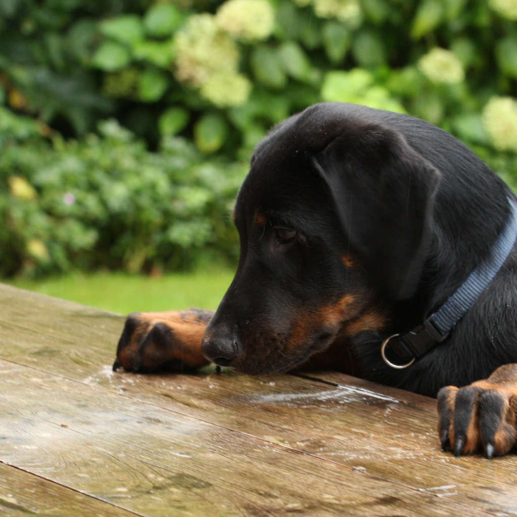 Щенок босерона что-то нашёл на столе