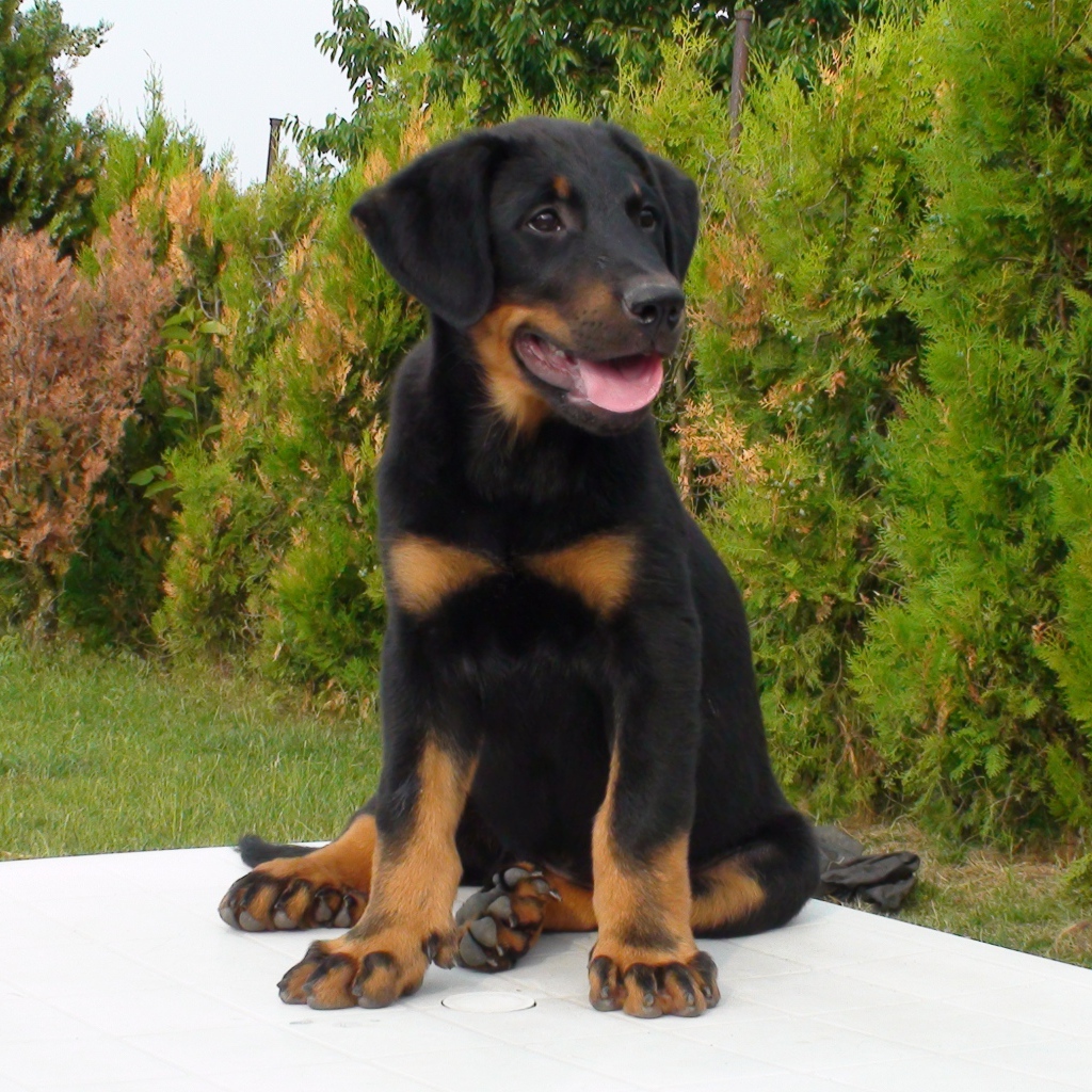 Щенок босерона  сидит на столе