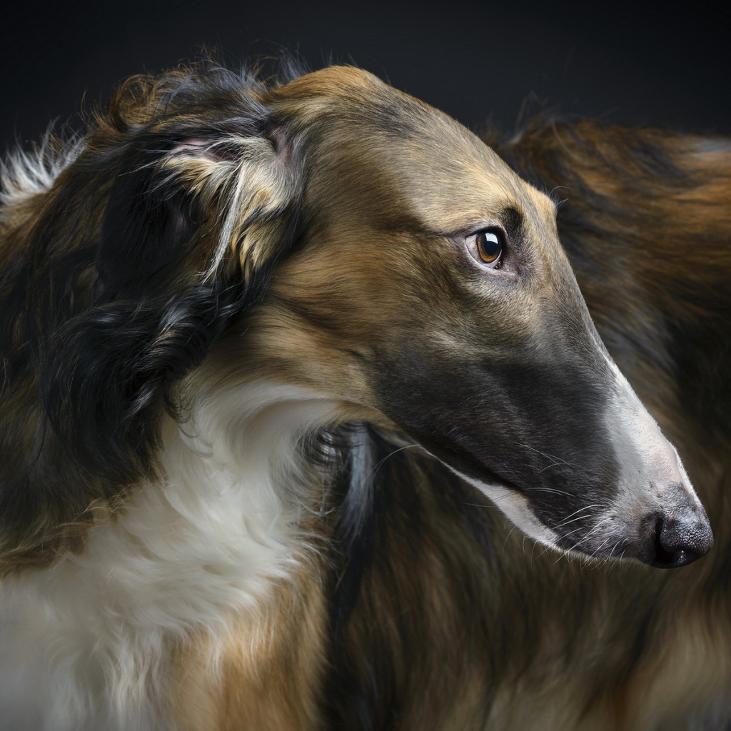 Красивая афганская борзая