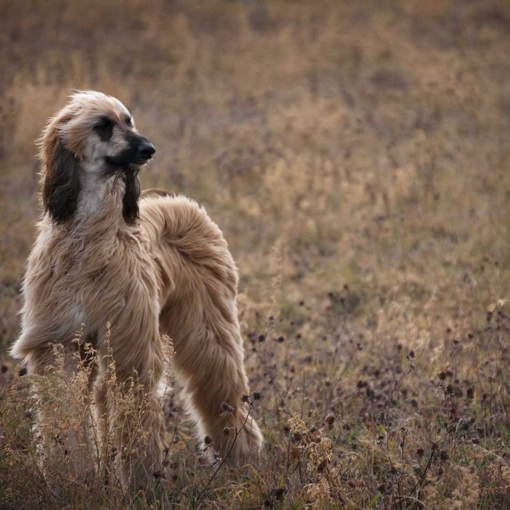 Красивая афганская борзая на природе