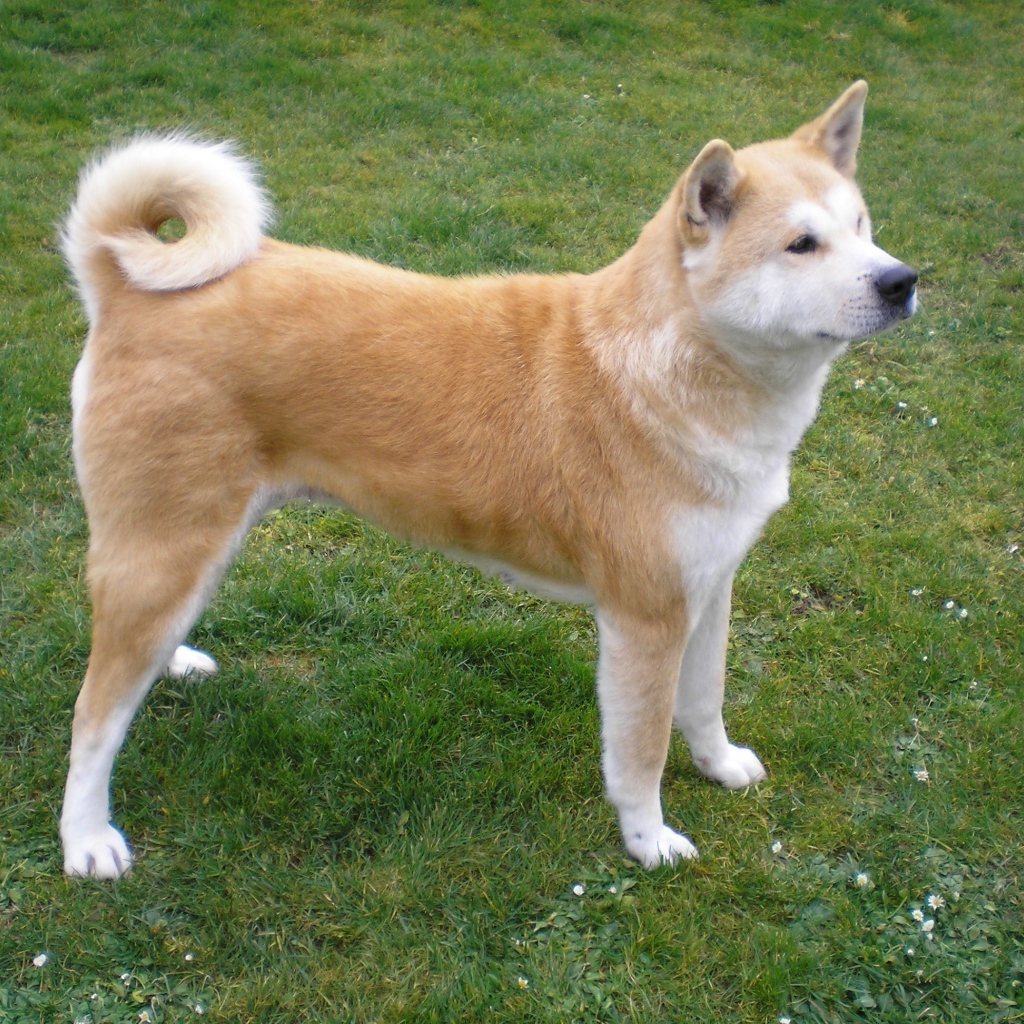 Красивая акита-ину на природе