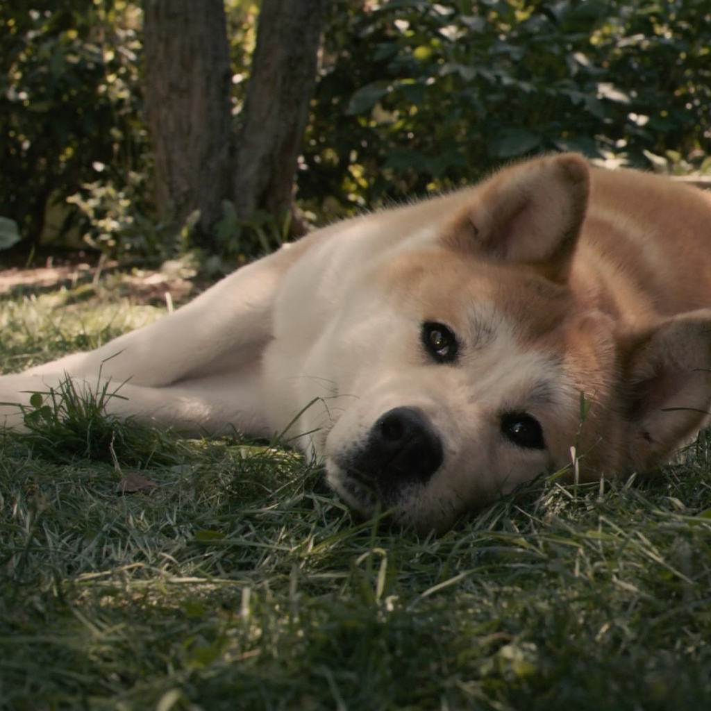 Красивая акита-ину лежит на траве