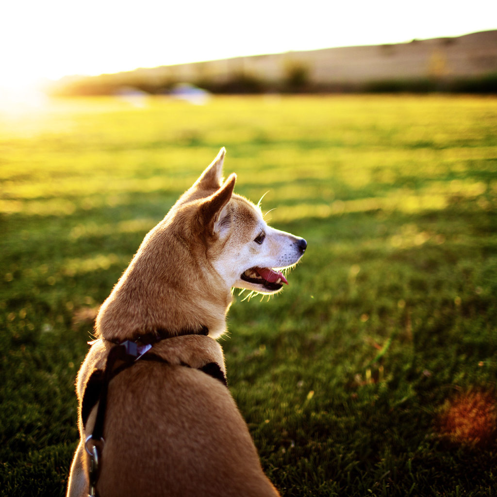 Красивая акита-ину на траве