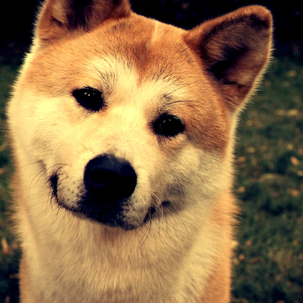 Красивая акита-ину улыбается