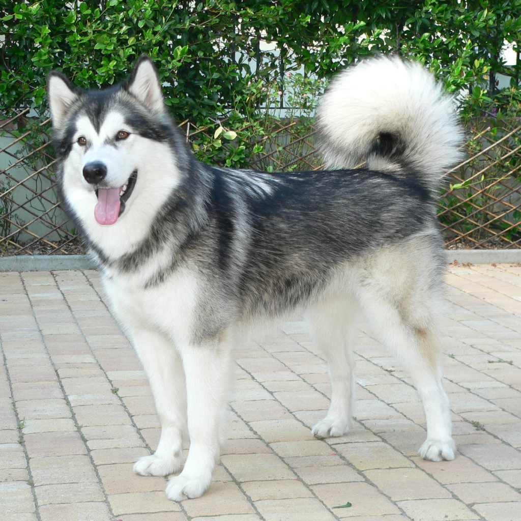 Красивый аляскинский маламут