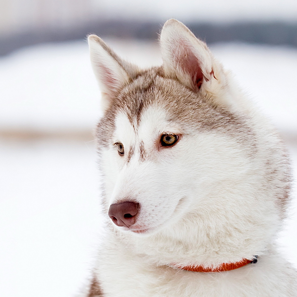 Красивый аляскинский маламут светлого окраса