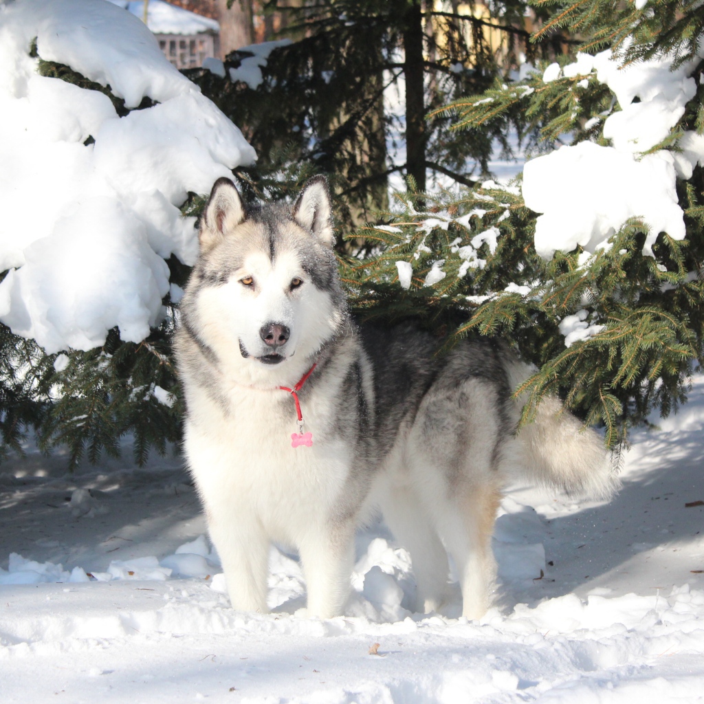 Красивый аляскинский маламут стоит в сугробе
