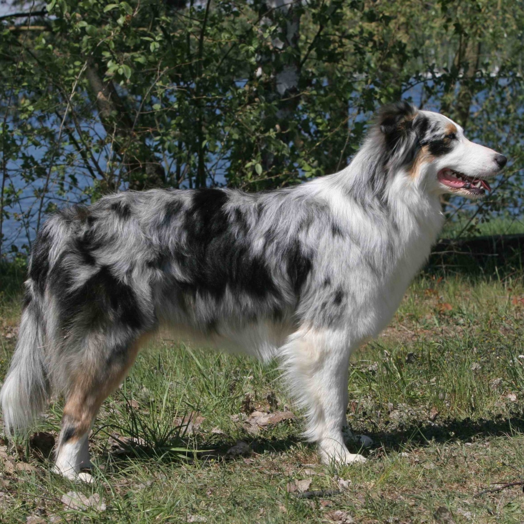 Красивая австралийская овчарка