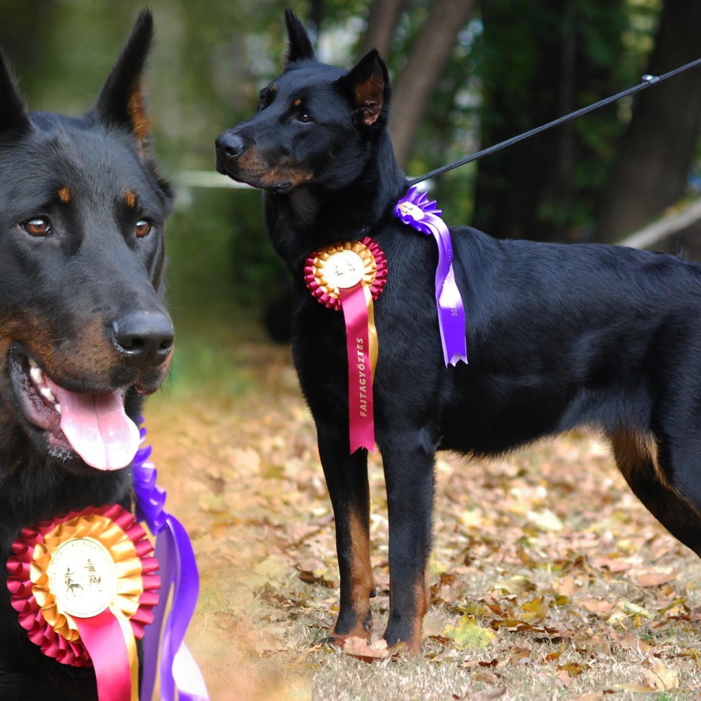 Красивый босерон  и его награды