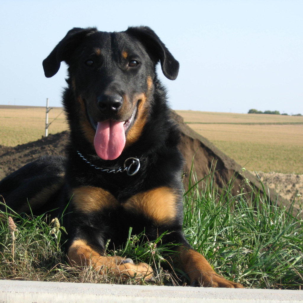 Красивый босерон лежит на фоне поля