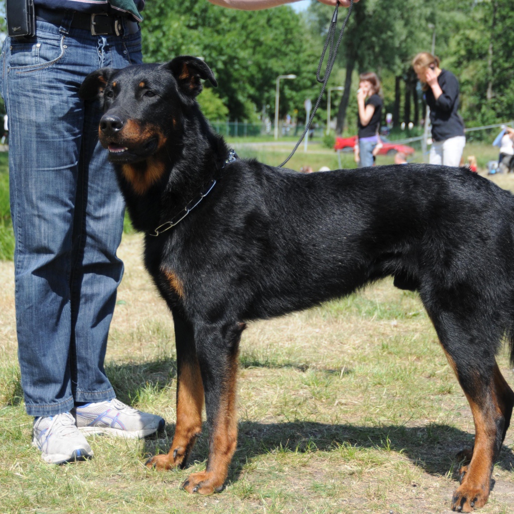 Красивый босерон и его хозяин