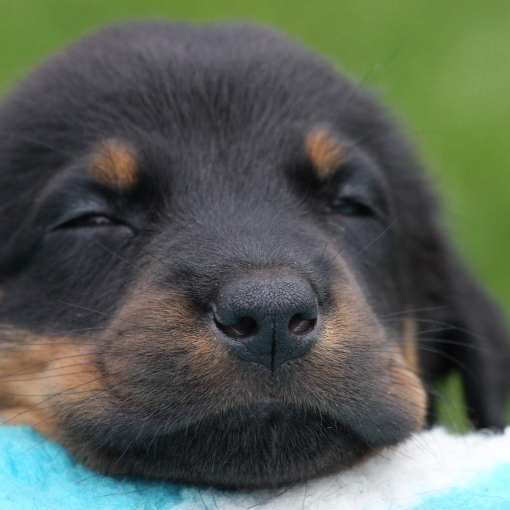 Красивый щенок босерона засыпает