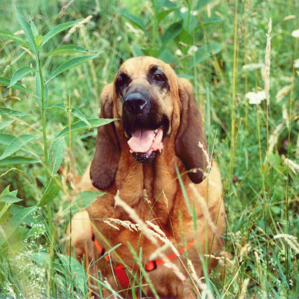 Красивый бладхаунд в высокой траве