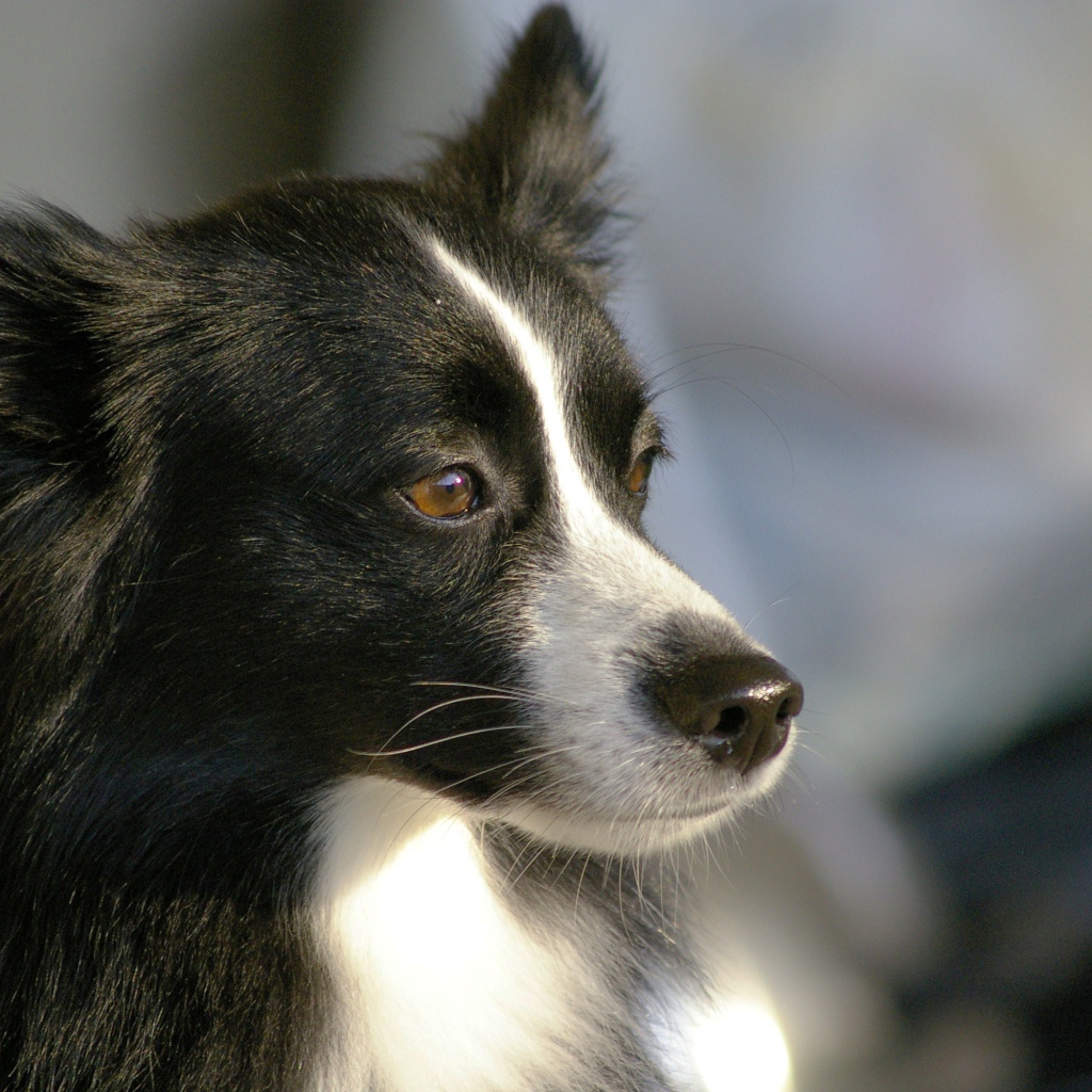 Красивая бордер-колли