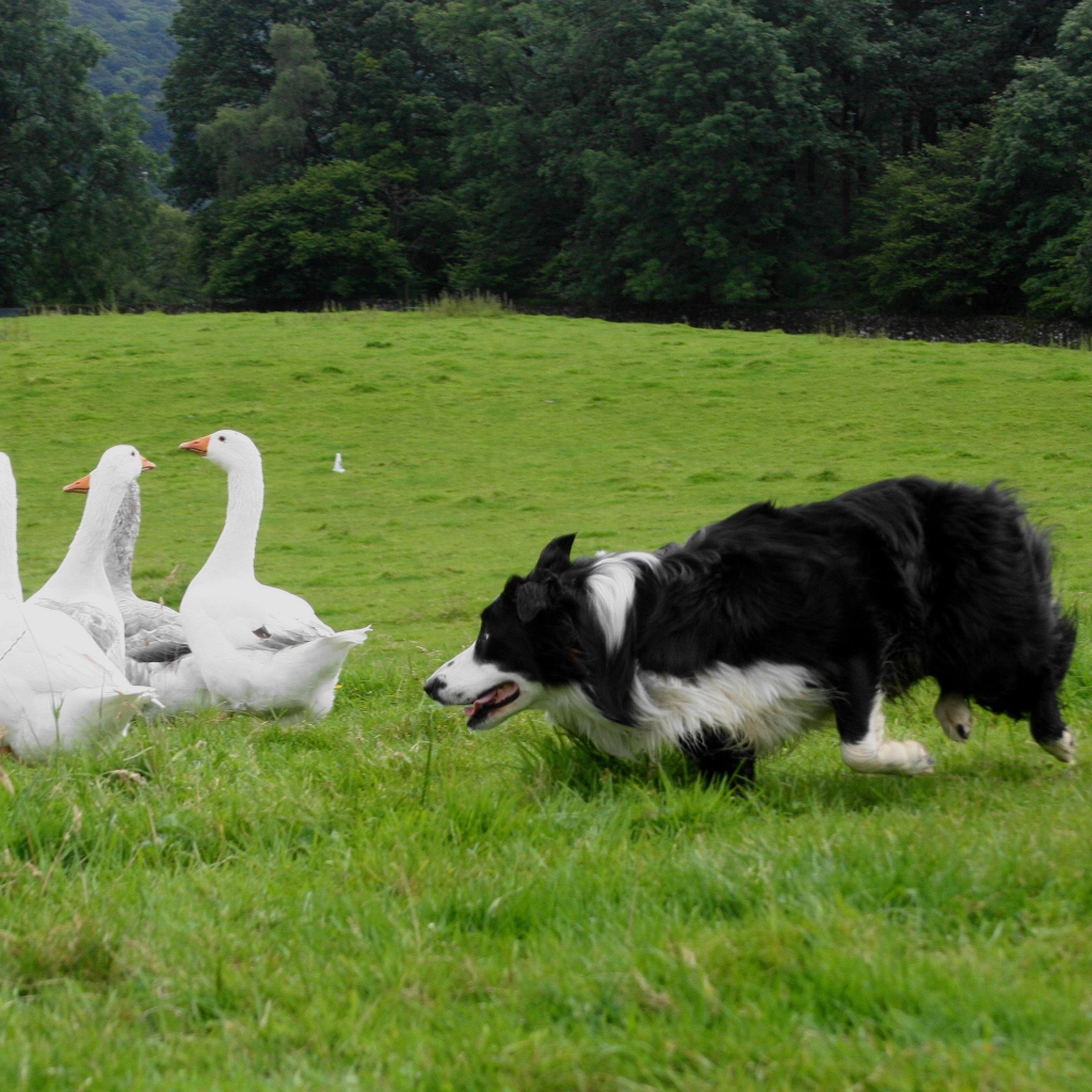 Красивая бордер-колли пасёт гусей
