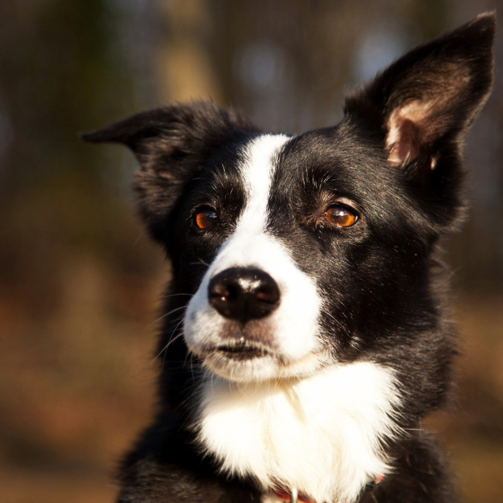 Красивая бордер-колли прислушалась