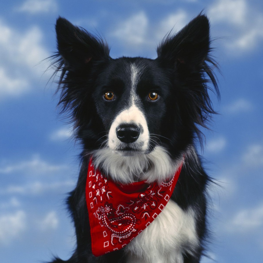 Красивая бордер-колли на фоне неба