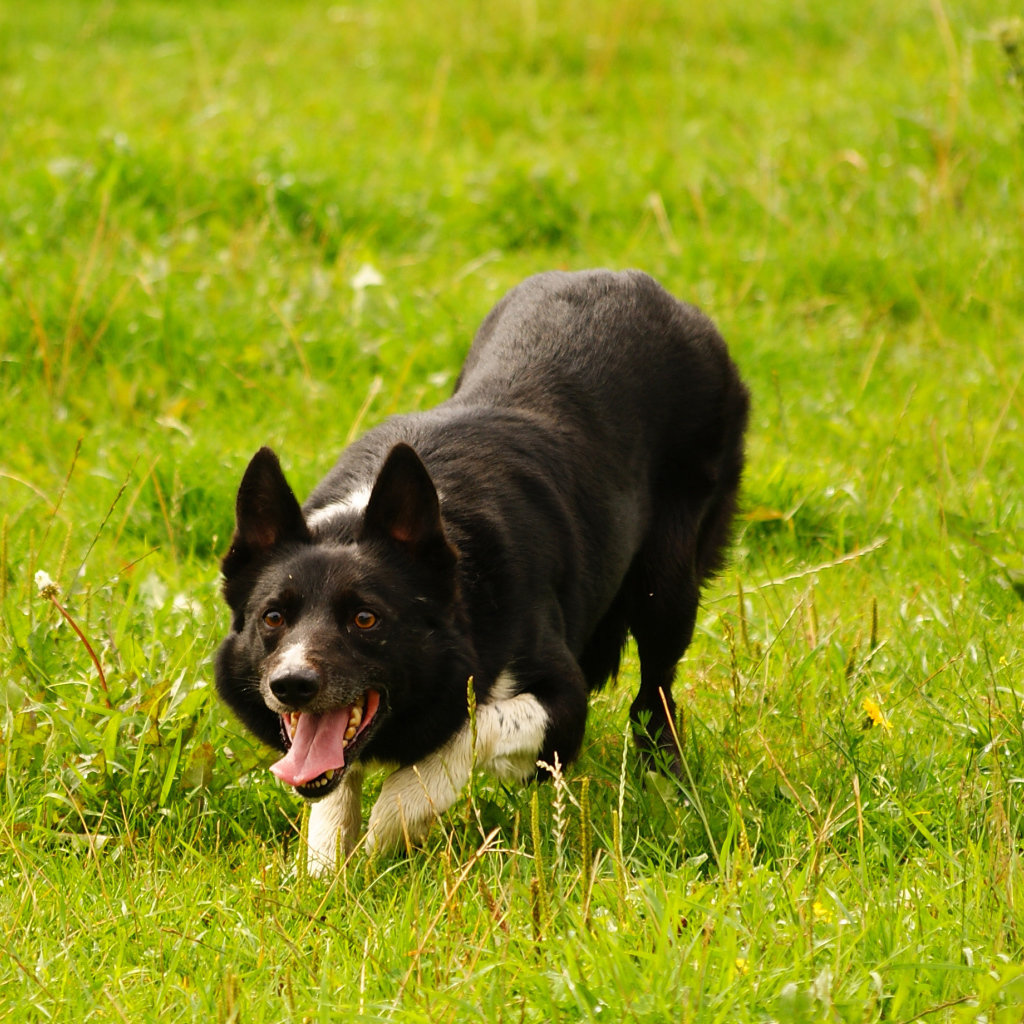 Красивая бордер-колли крадётся