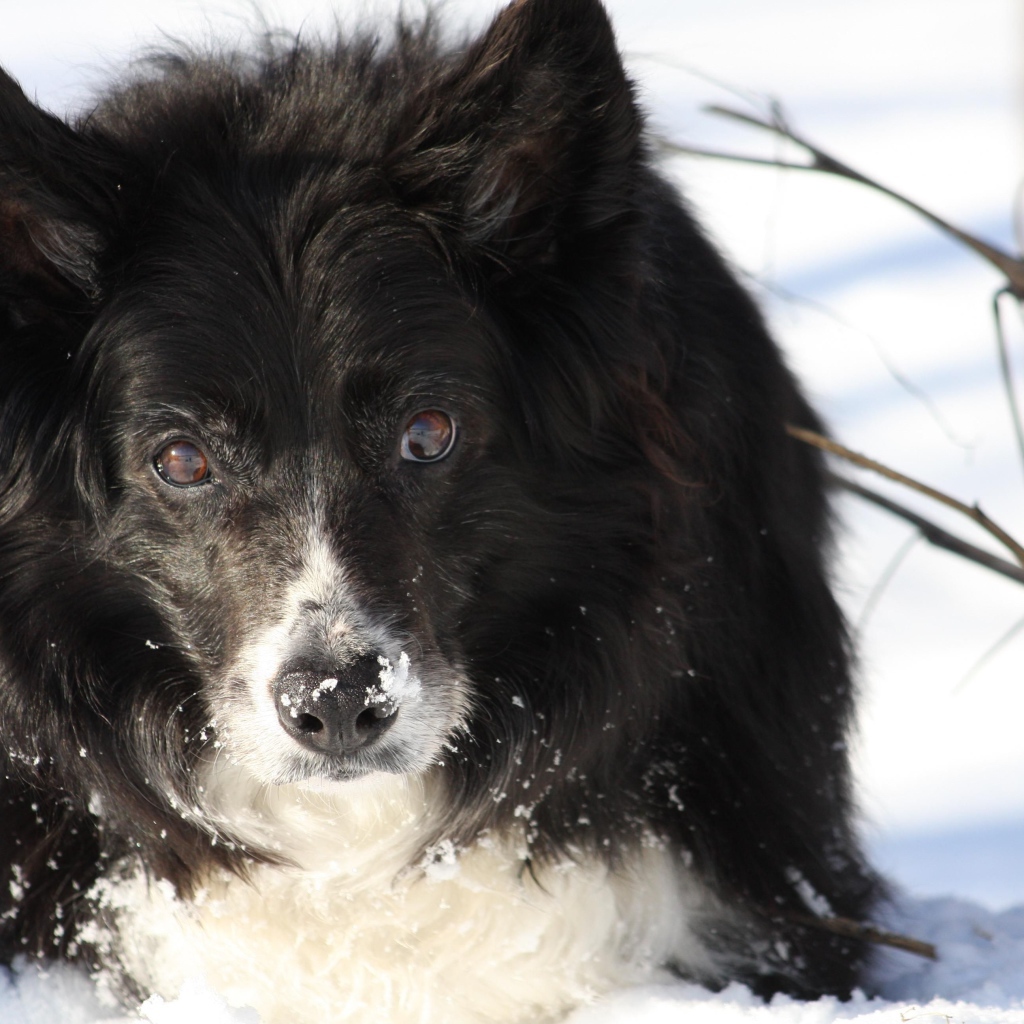 Красивая бордер-колли стоит в сугробе