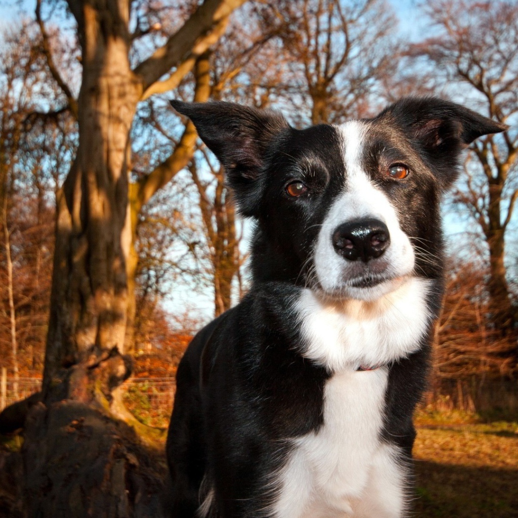 Красивая бордер-колли гуляет в лесу