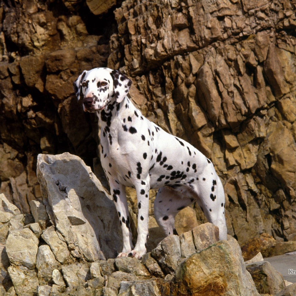 Красивый далматин на скалах