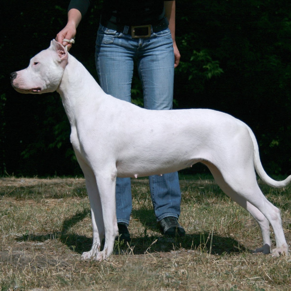 Красивый аргентинский дог