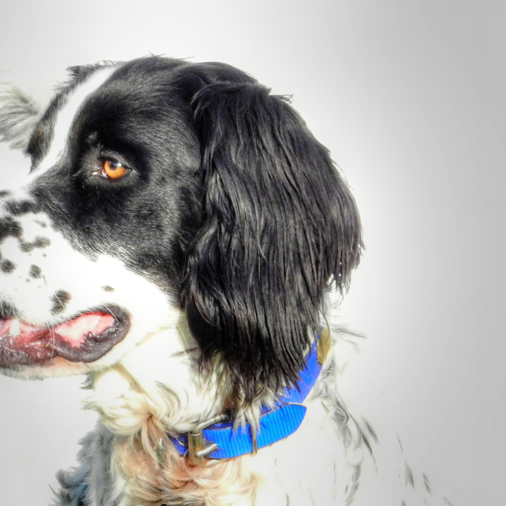 Красивый английский сеттер