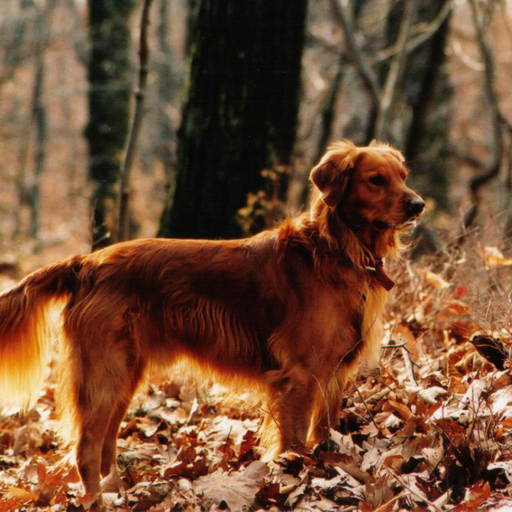 Красивый золотой терьер в лесу