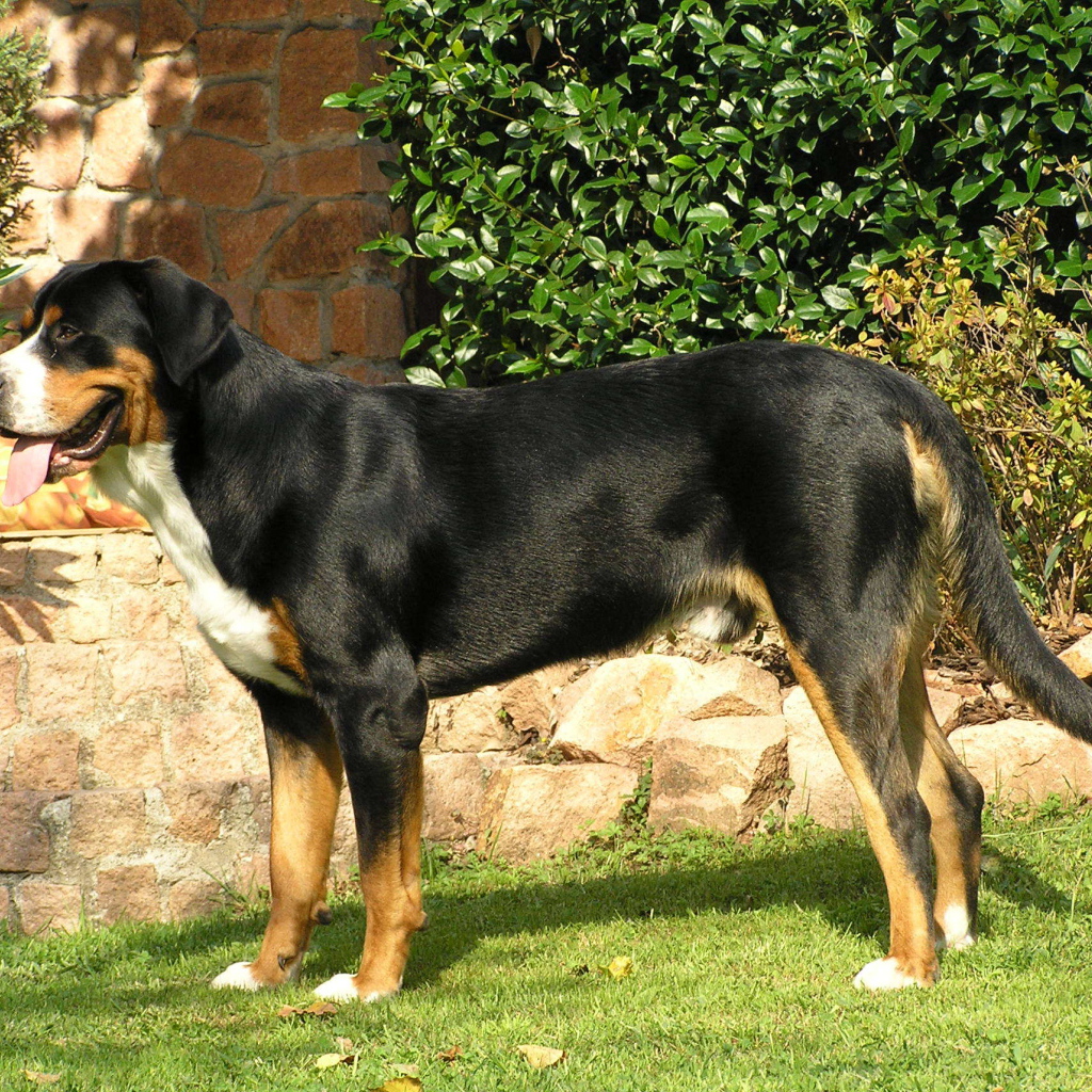 Красивый большой швейцарский зенненхунд стоит на газоне