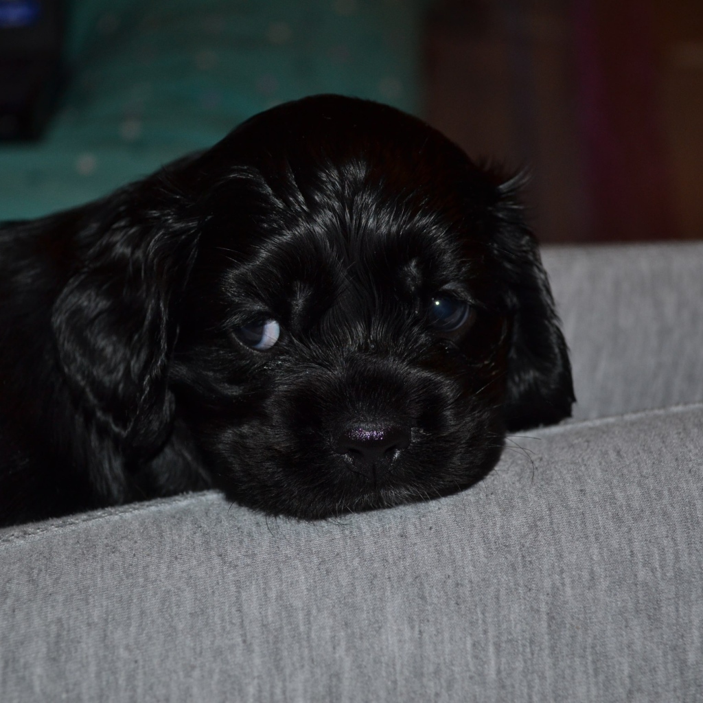 Beautiful Puppy American Cocker Spaniel