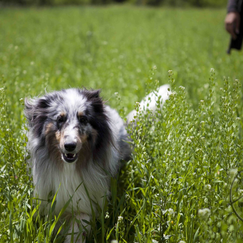 Красивая собака породы шелти в высокой траве