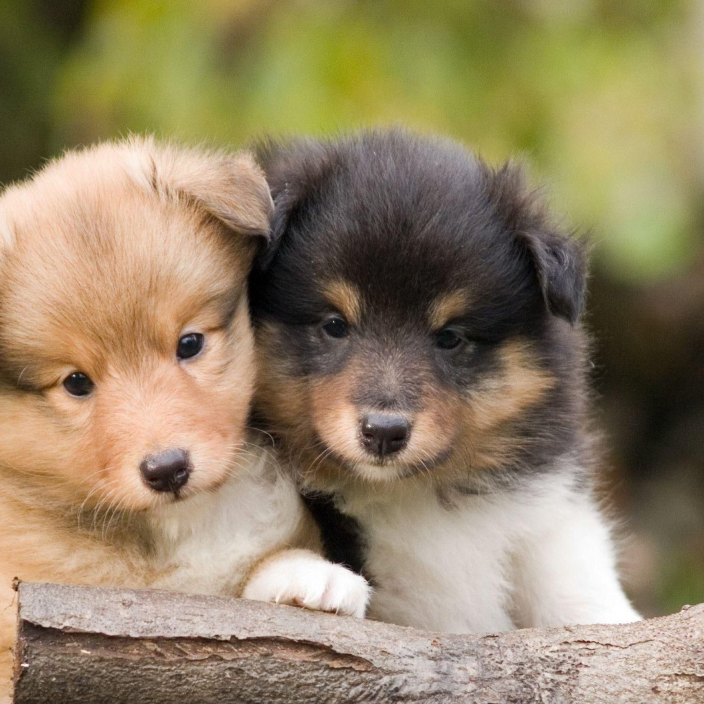 Красивые щенки породы шелти