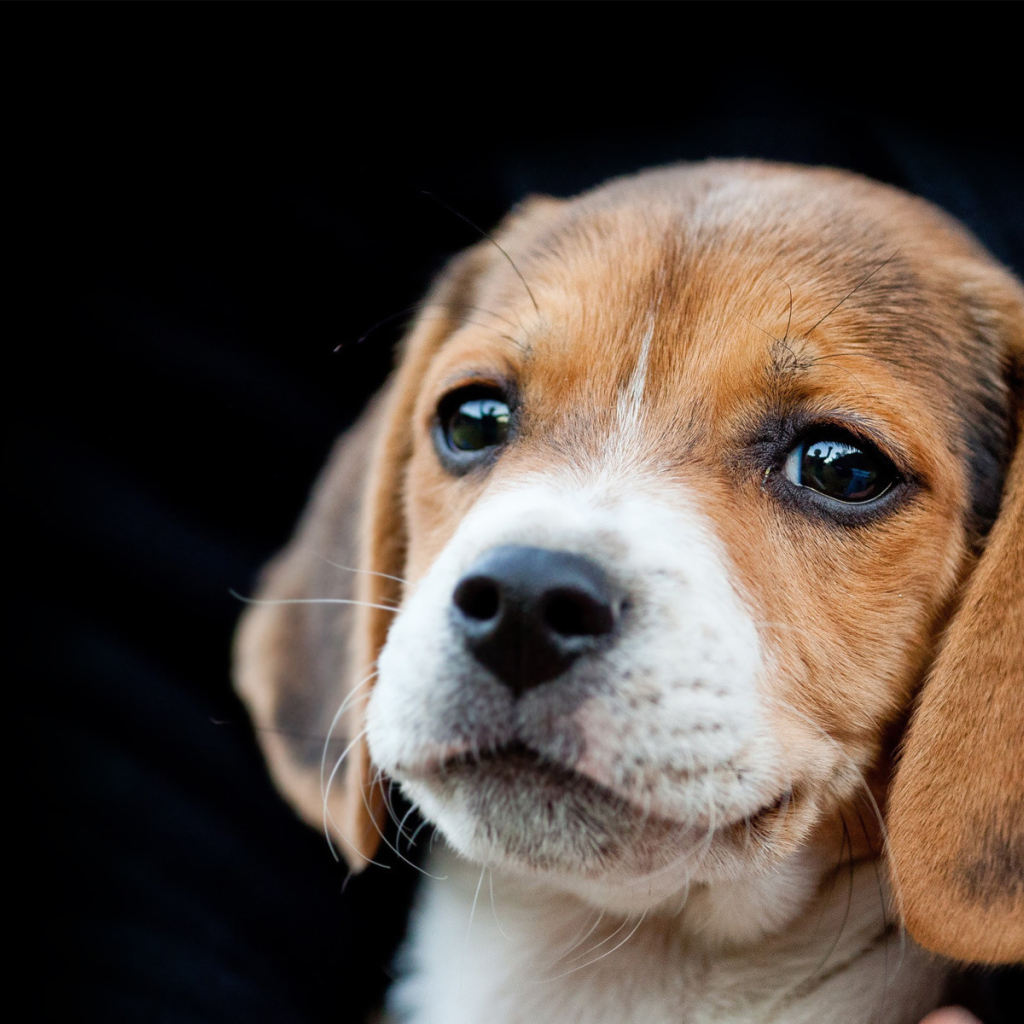 Красивый щенок породы бигль на чёрном фоне