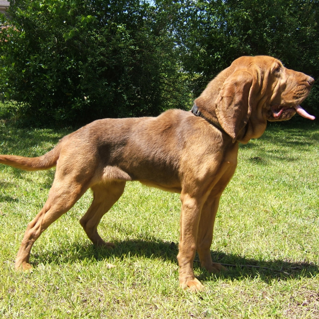 Красивый бладхаунд на прогулке