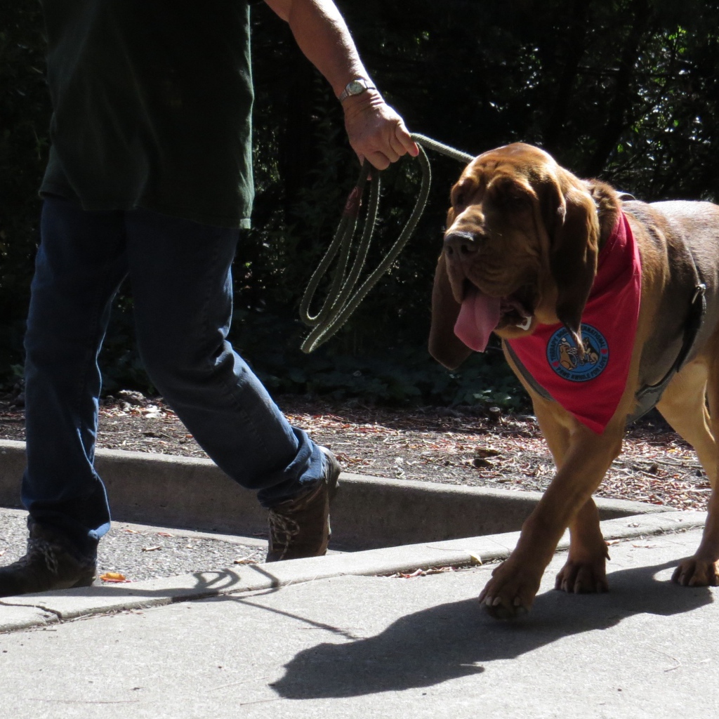 Красивый бладхаунд на прогулке с хозяином