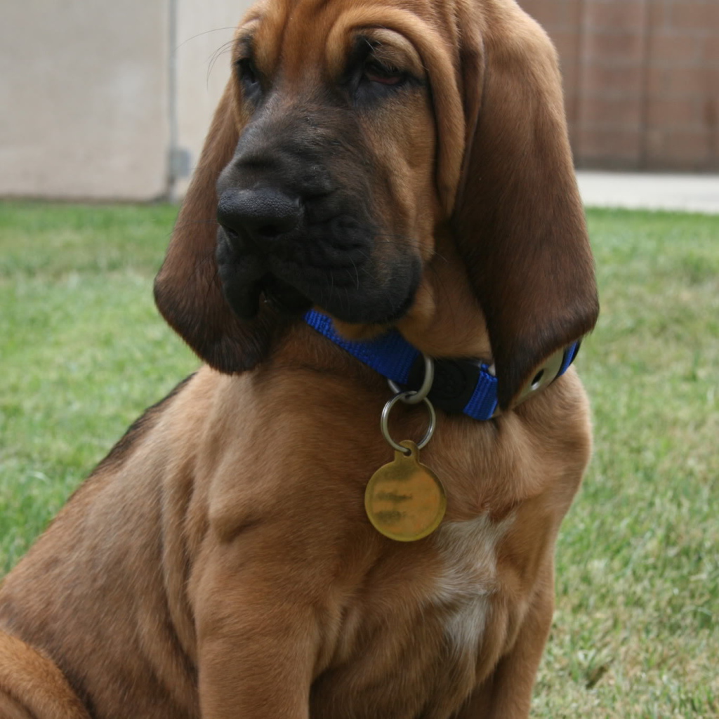 Beautiful bloodhound with a pendant on a neck