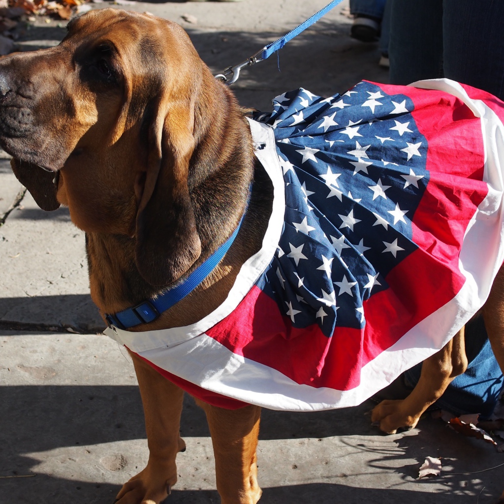 Красивый бладхаунд с хозяином