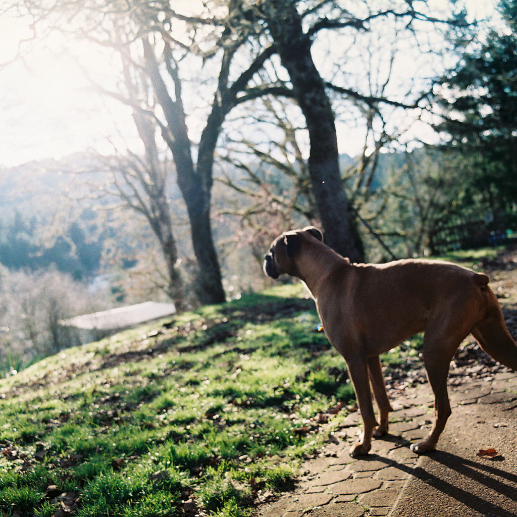 Красивый боксёр любуется природой