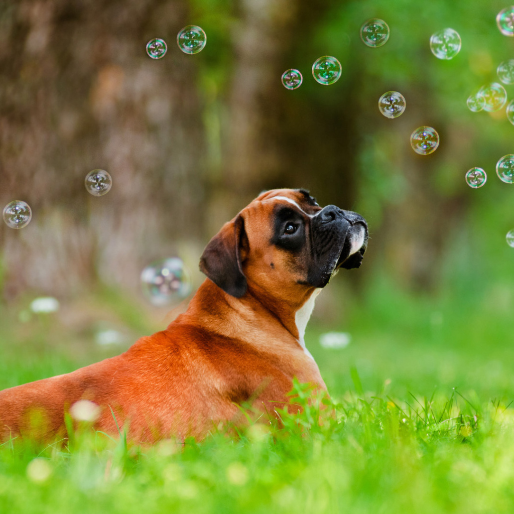 Красивый боксёр и мыльные пузыри