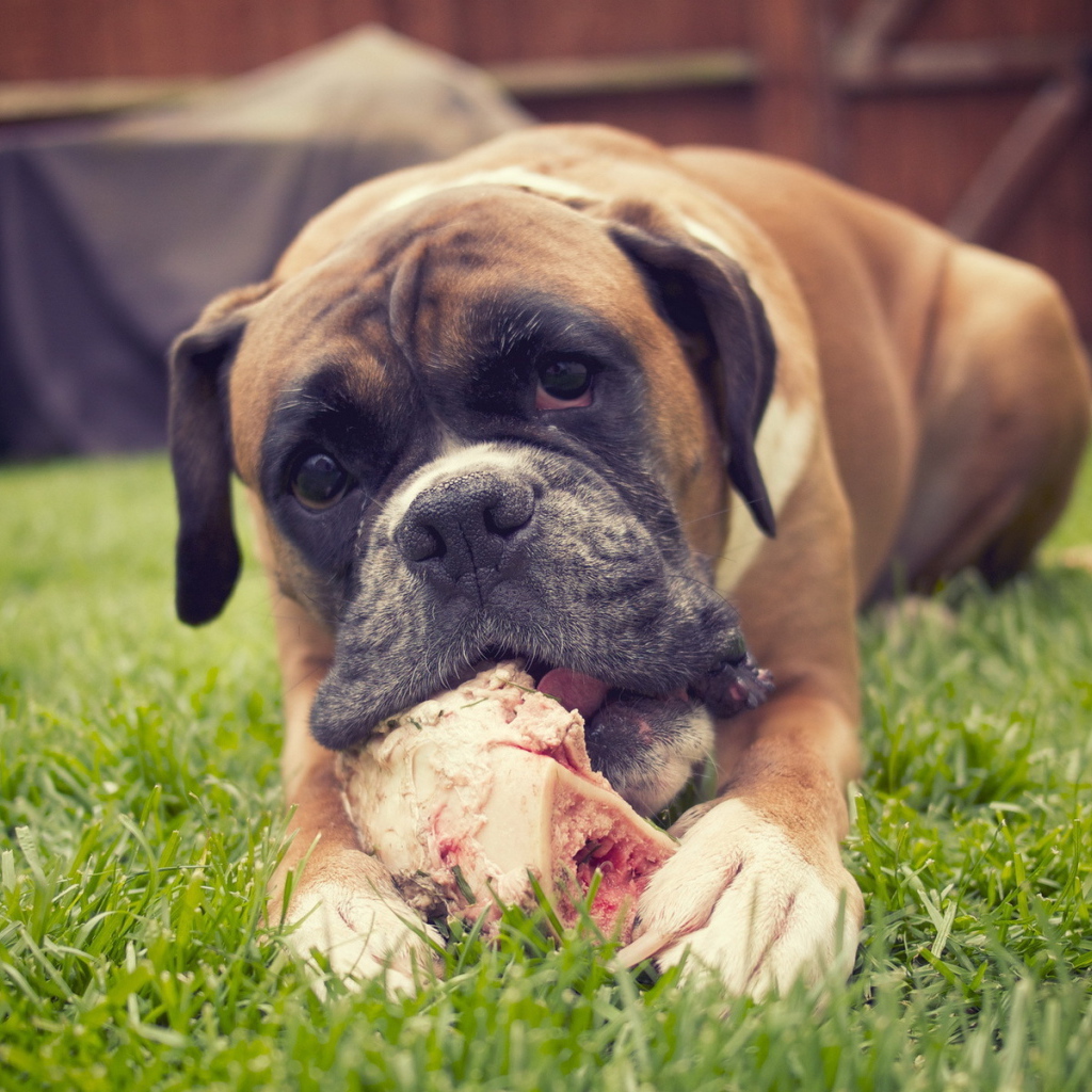 Красивый боксёр грызёт кость