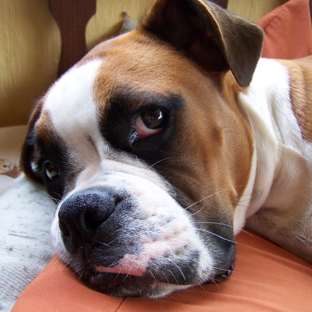 Красивый боксёр собирается спать